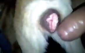 Safado caiu na net gozando enquanto bate punheta - guy fucks animal, zoophilia fuck porn